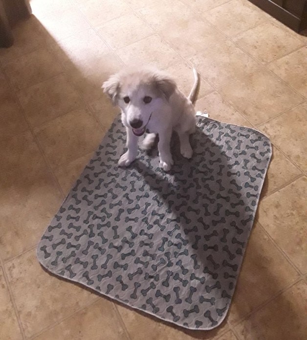 A reviewers puppy standing on the reusable, washable, and absorbent pee pad