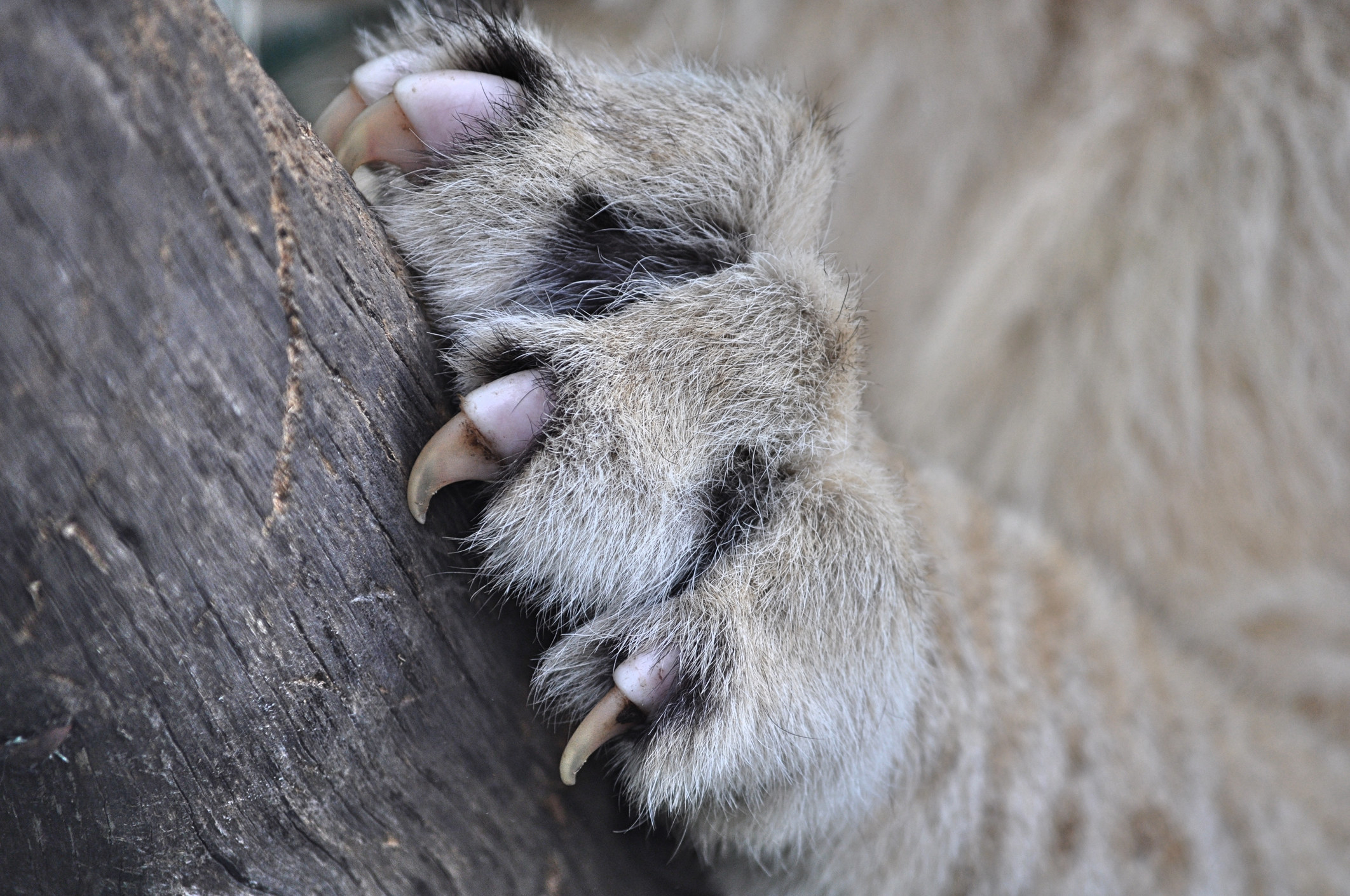 A cat&#x27;s paw gripping a piece of wood with their sharp claws out