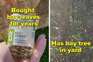 A person bought bay leaves when they have a bay tree in their yard