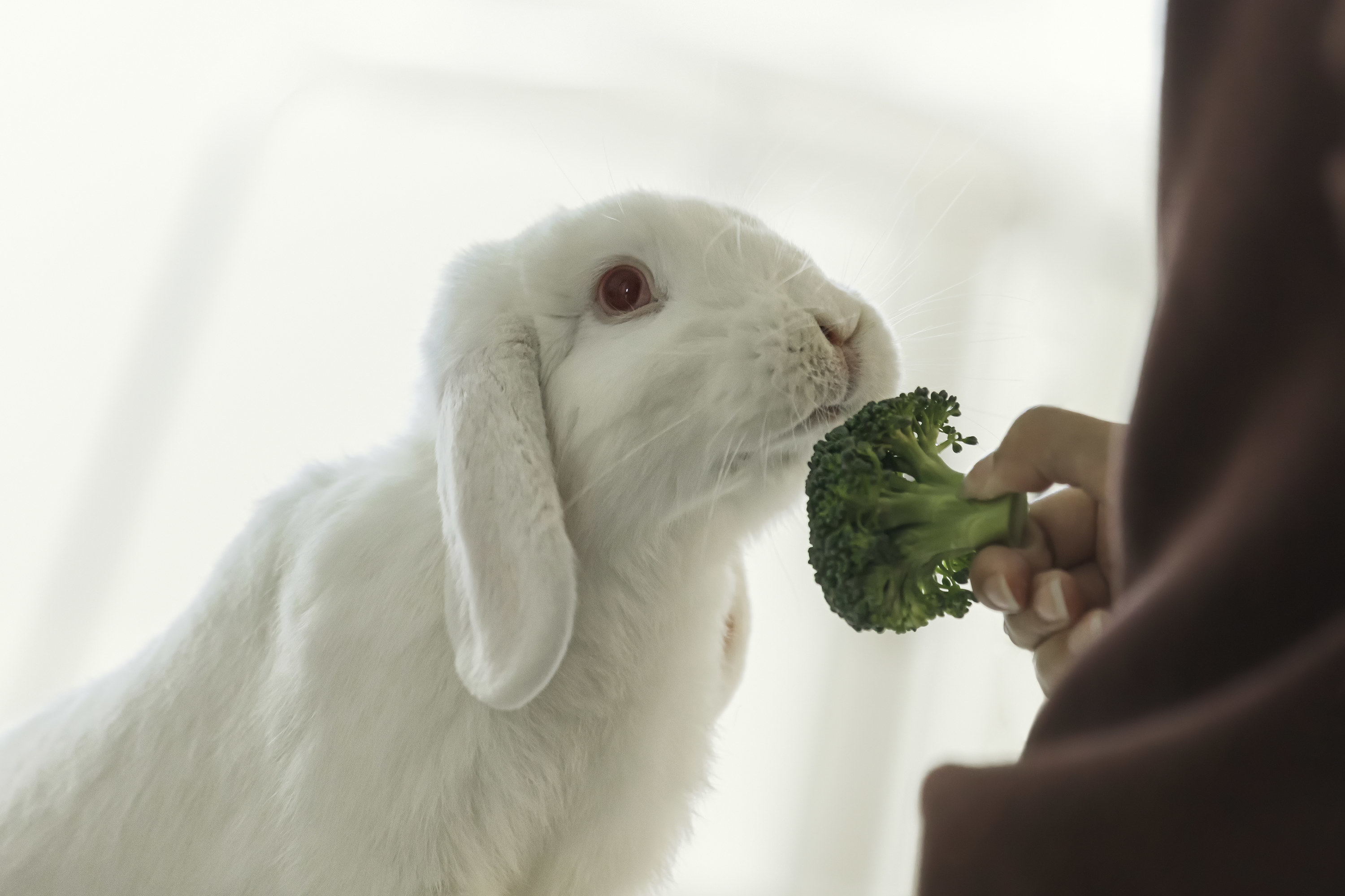 Person feeding broccoli to their pet rabbit