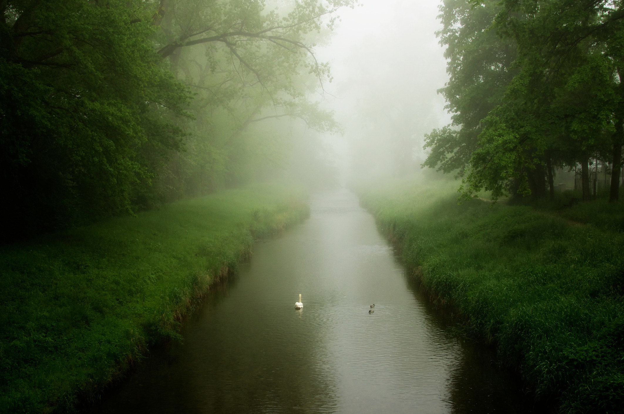 Tree-lined canal in fog