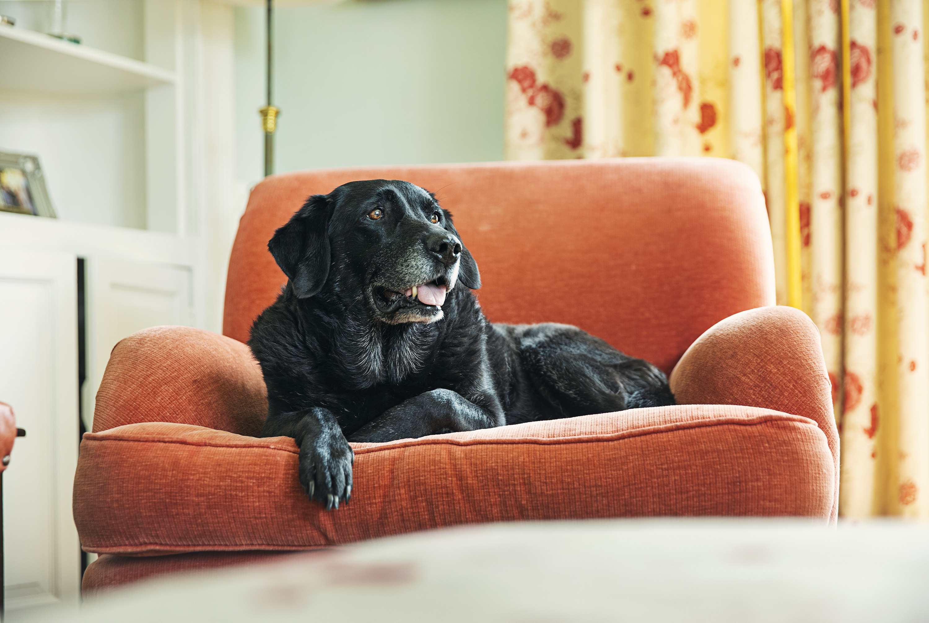 A big dog chilling out in a comfy armchair