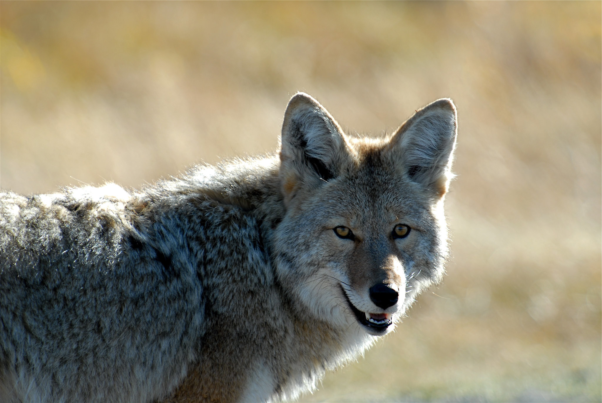 A close up of a coyote&#x27;s face.