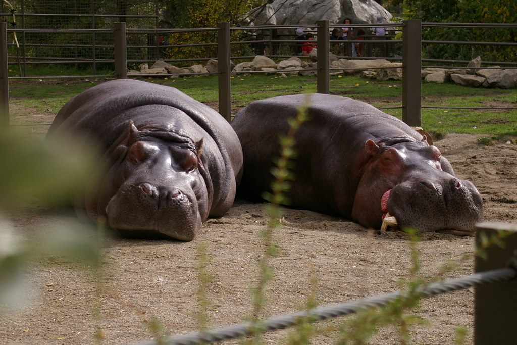 Two hippos lazing happily in the sun.