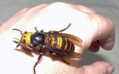 Japanese hornet sitting on man&#x27;s hand and taking up half the space.