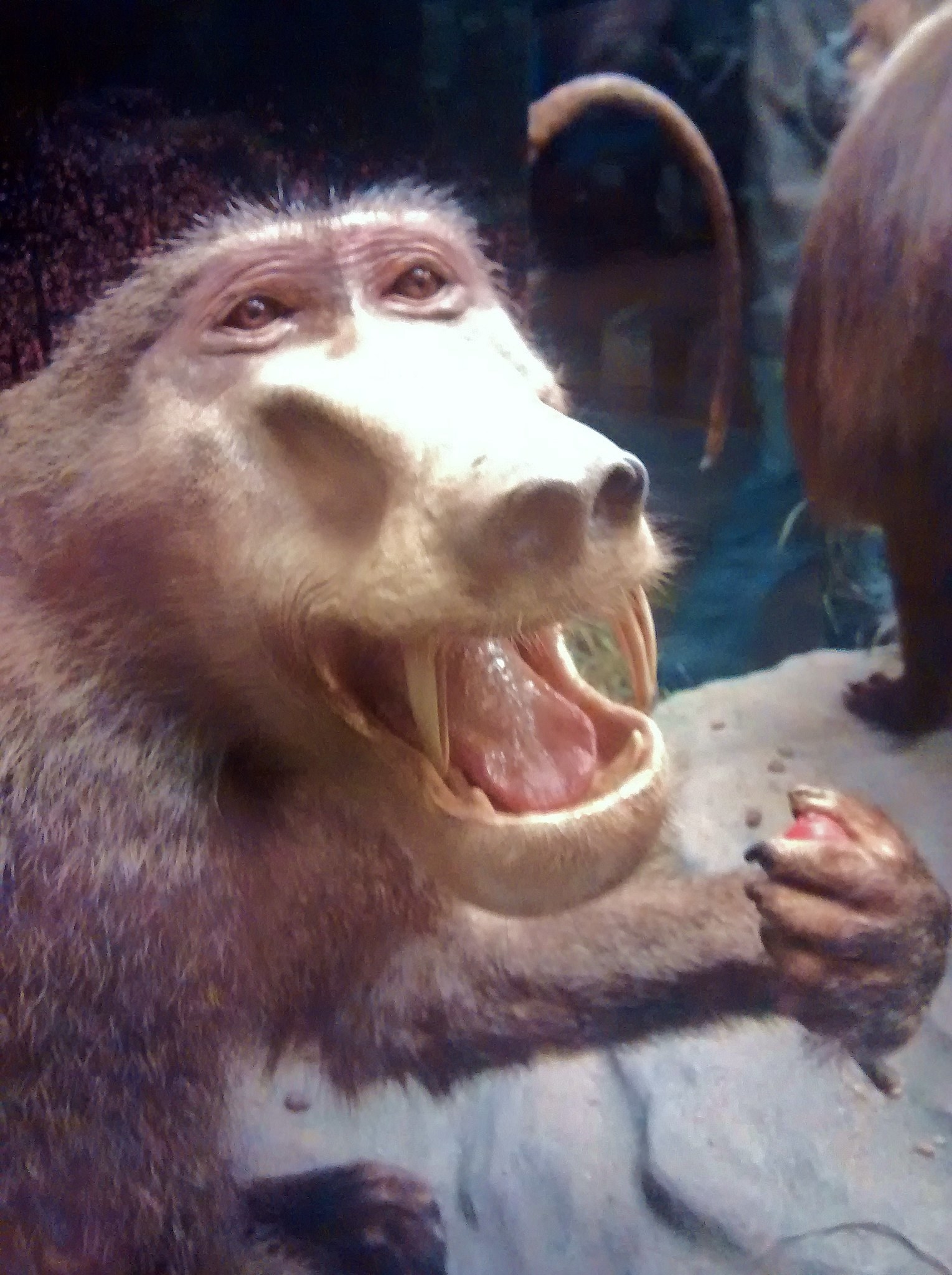 Wide mouthed baboon with huge teeth.
