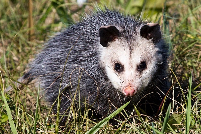 An American possum huddled down in grass.