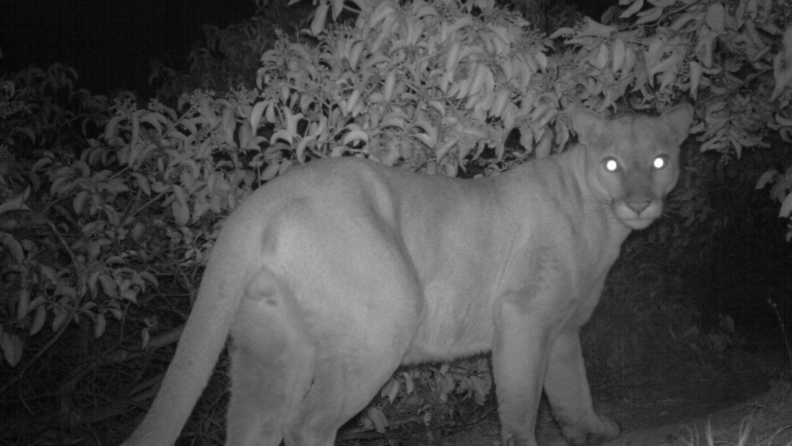 A mountain lion caught on a night vision camera.