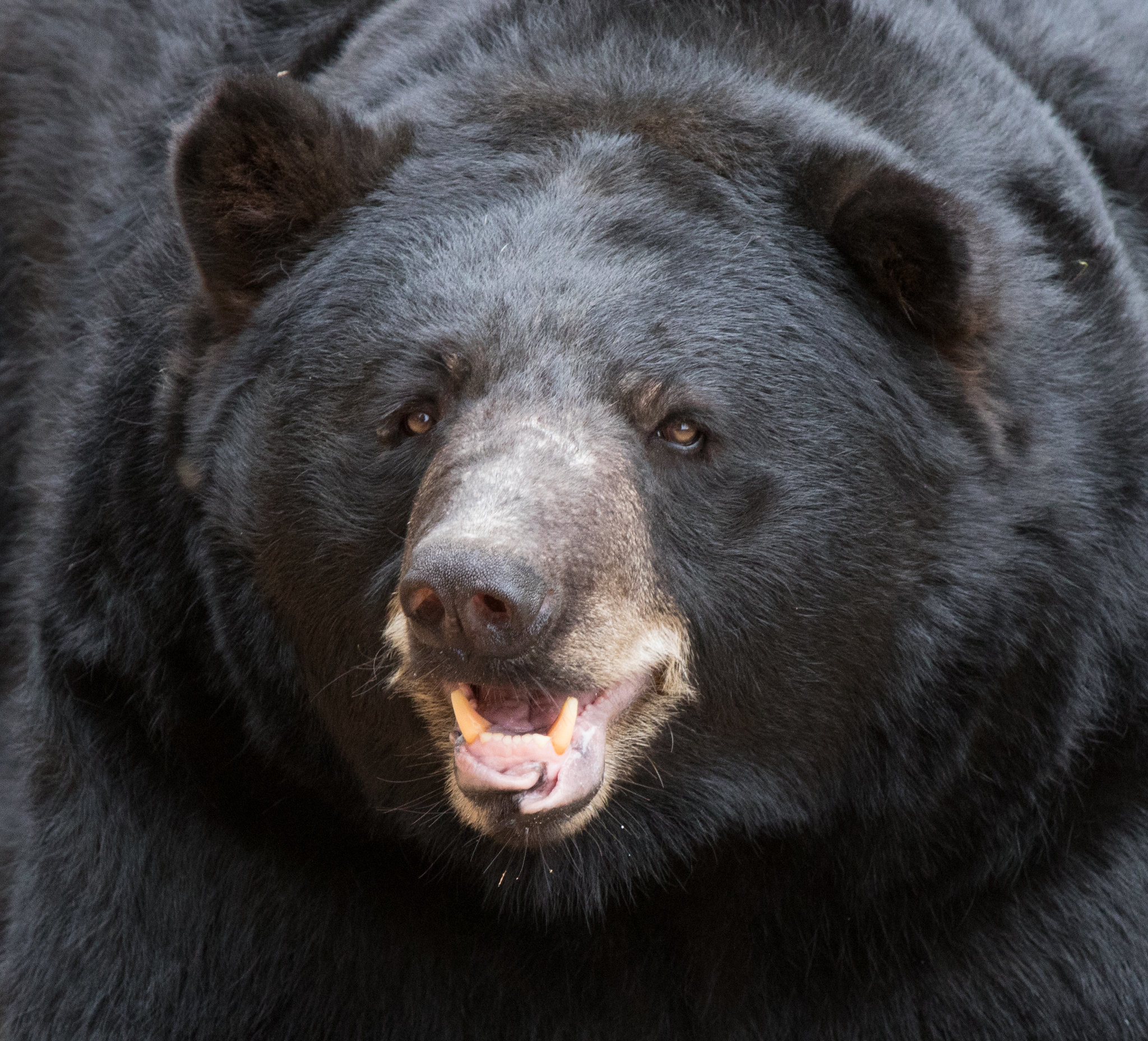 Close up of a male black bear&#x27;s face.