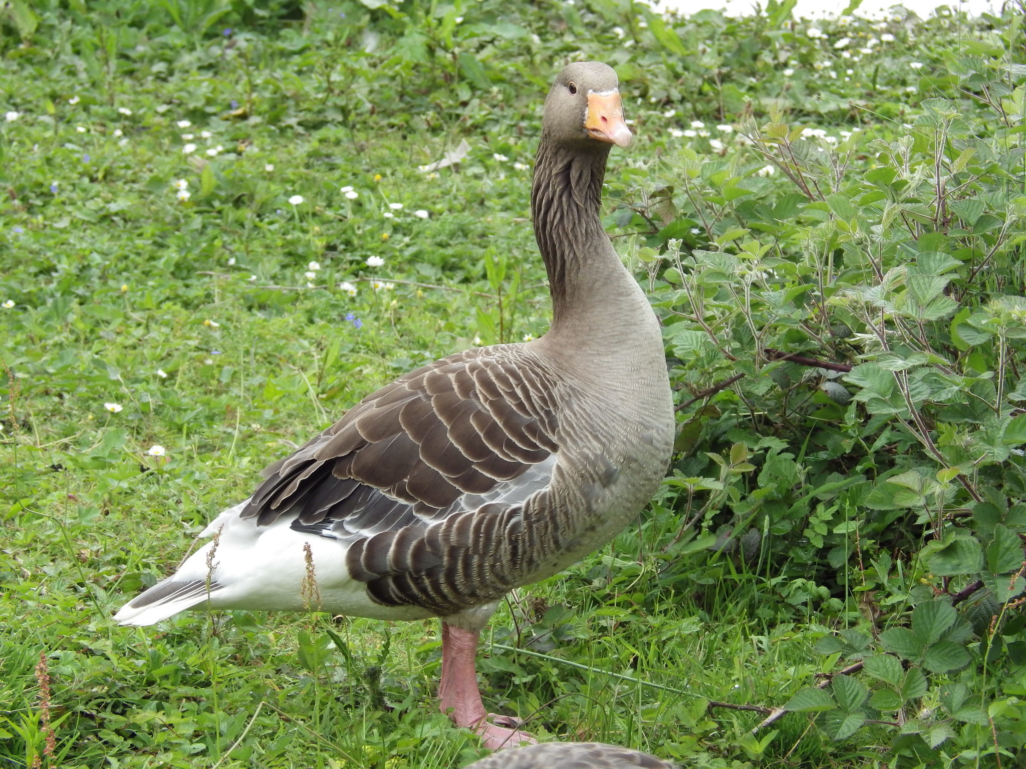 A goose looking menacingly towards the camera while standing in a field of green.
