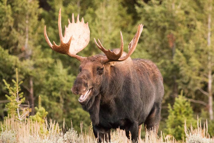 Moose smiling in field.