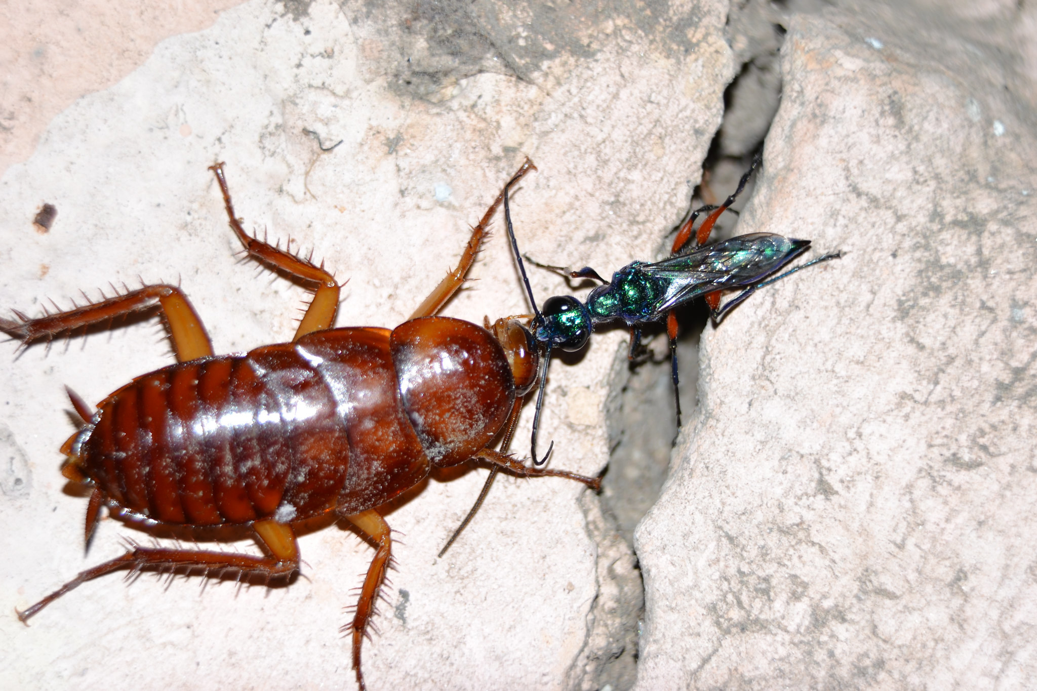 A metallic looking wasp chomping into the head of a cockroach.