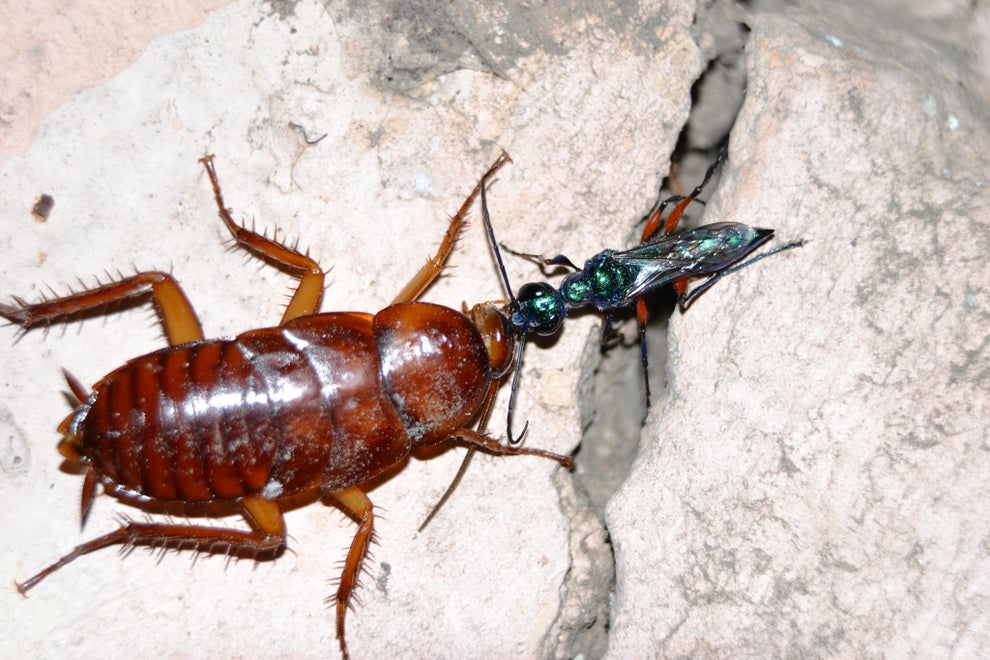 Aussies Are Being Asked About Which Non-Australian Animals Freak Them