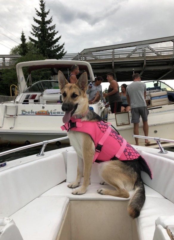 a reviewer&#x27;s German Shepard wearing the life jacket in pink 
