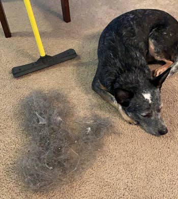 a dog laying next to the broom and a large pile of hair 