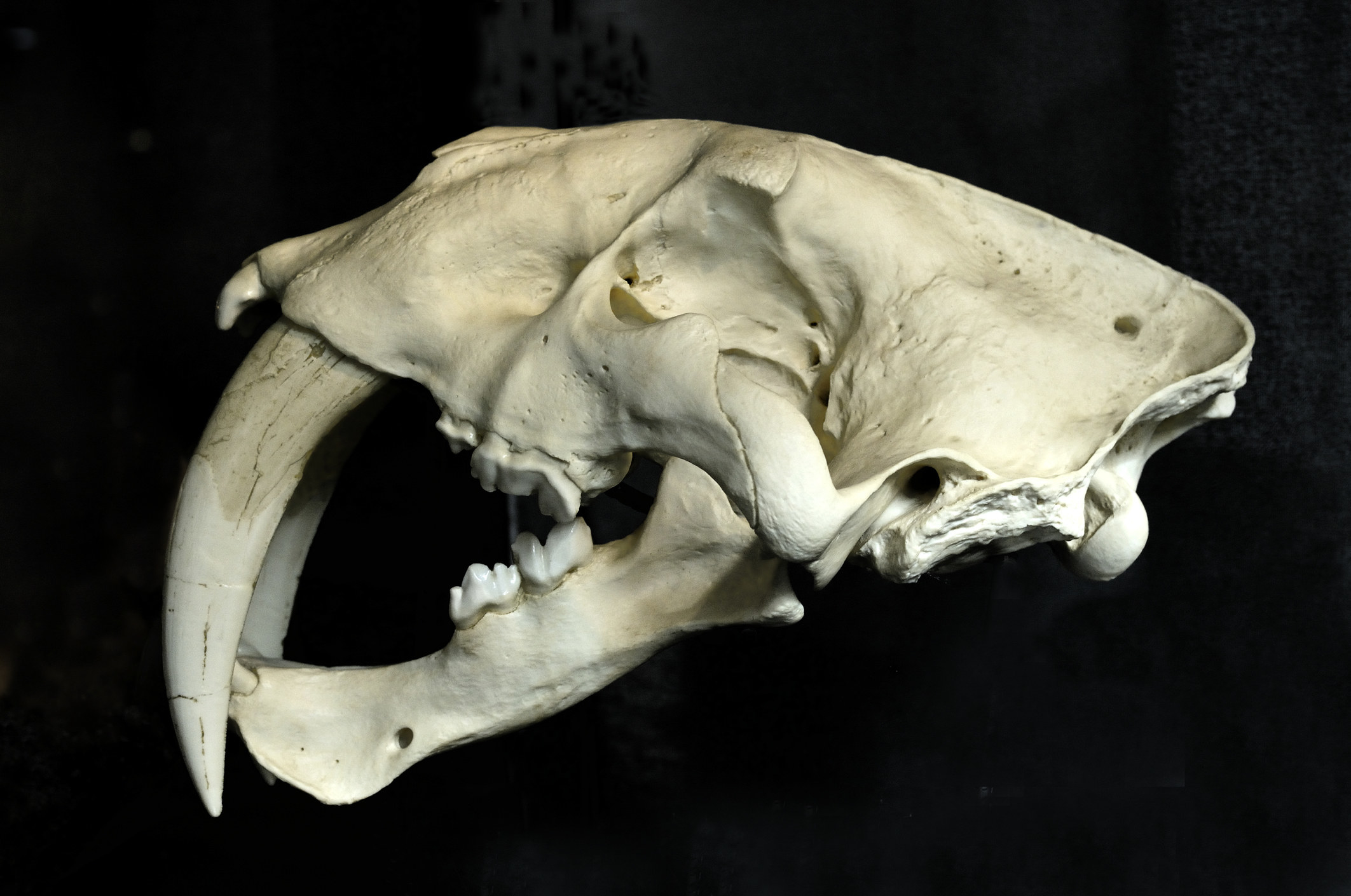 A sabre-toothed cat skull