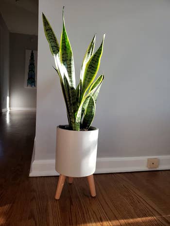 a reviewer's snake plant in a white pot