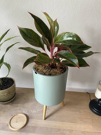 a different reviewer's plant in a teal pot