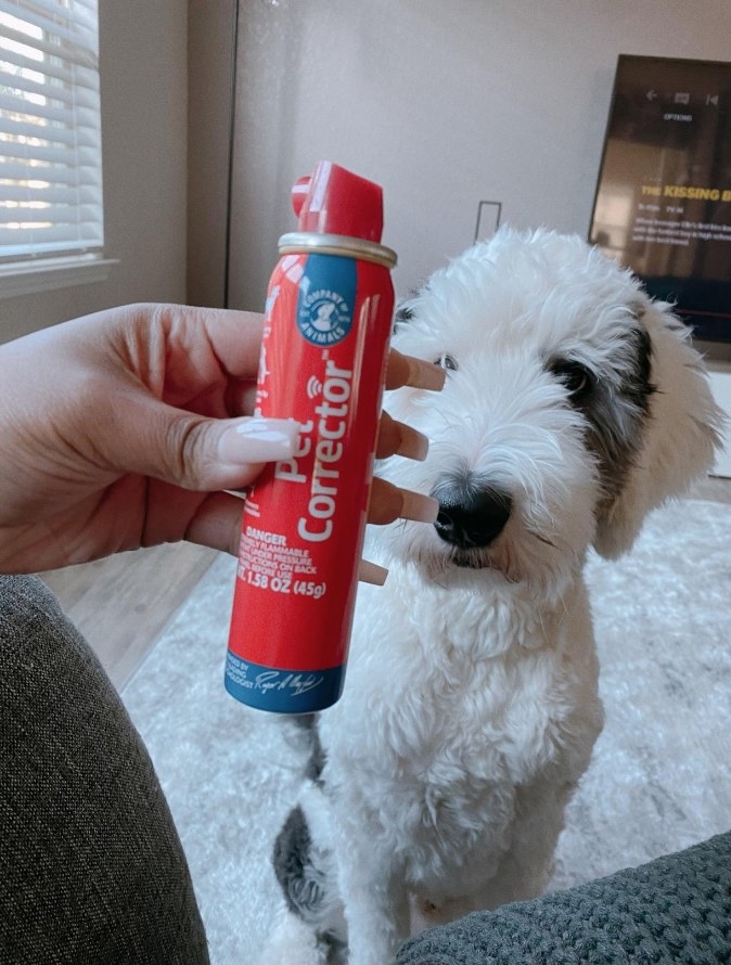 A model holding a bottle of Pet Corrector spray in front of their pup