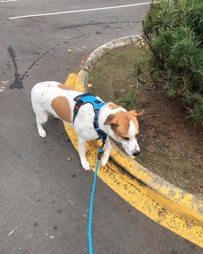 A dog wearing a no-pull harness with an attached leash