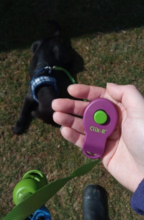 A model holding the Click-R while walking their dog