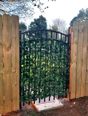 reviewer's iron gate with the vines covering the open spaces