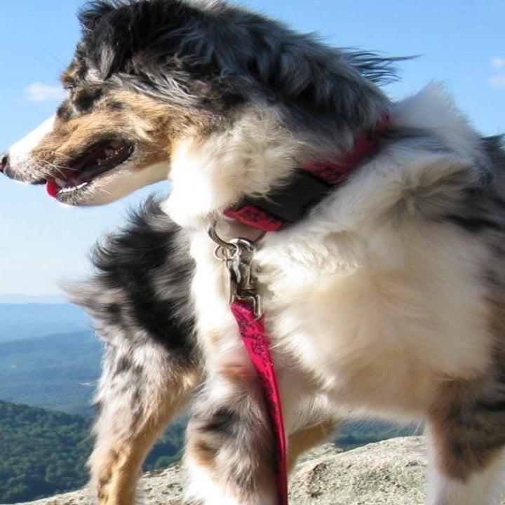 The Lupine dog leash and collage