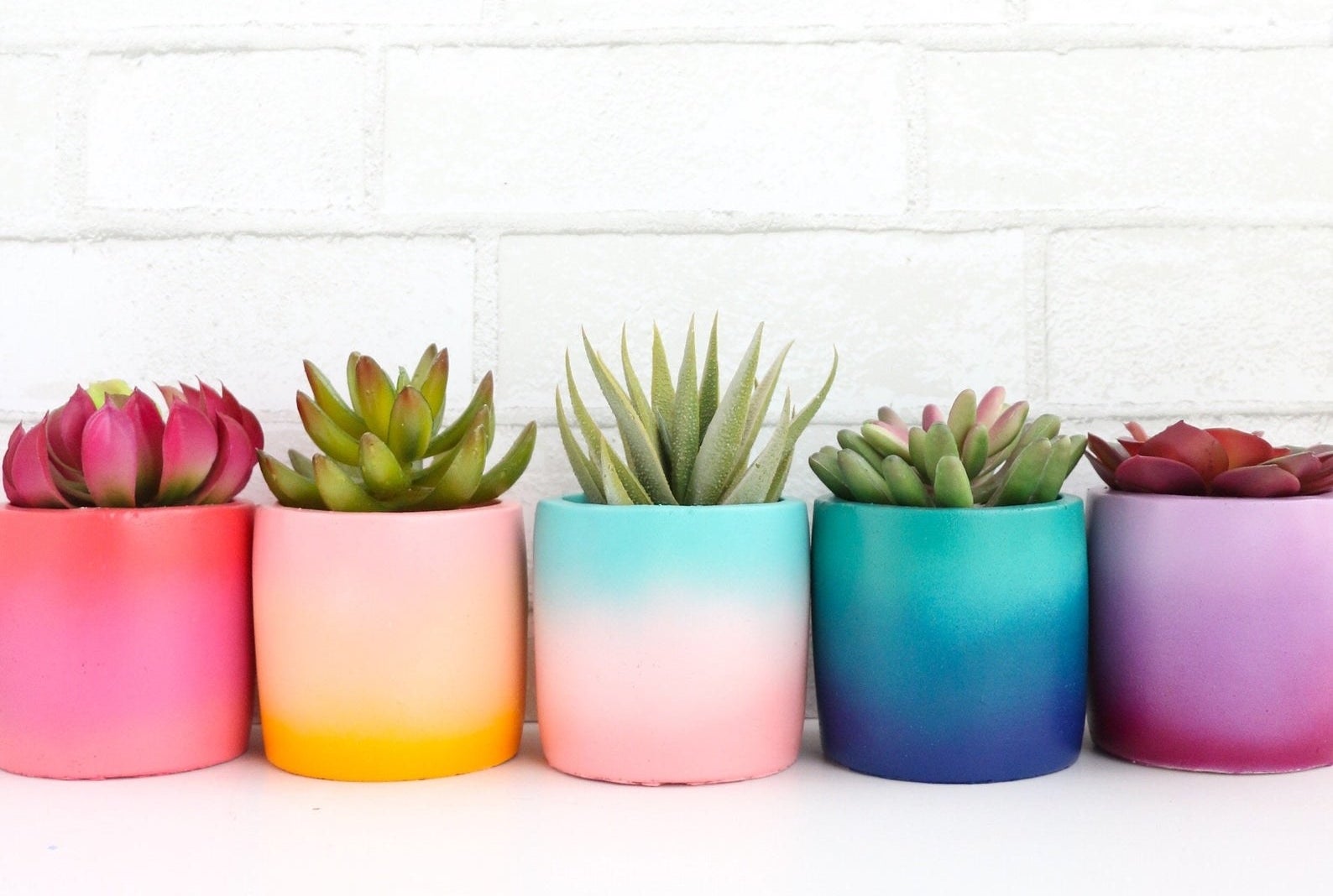 five gradient planter in different rainbow shades with succulents in them