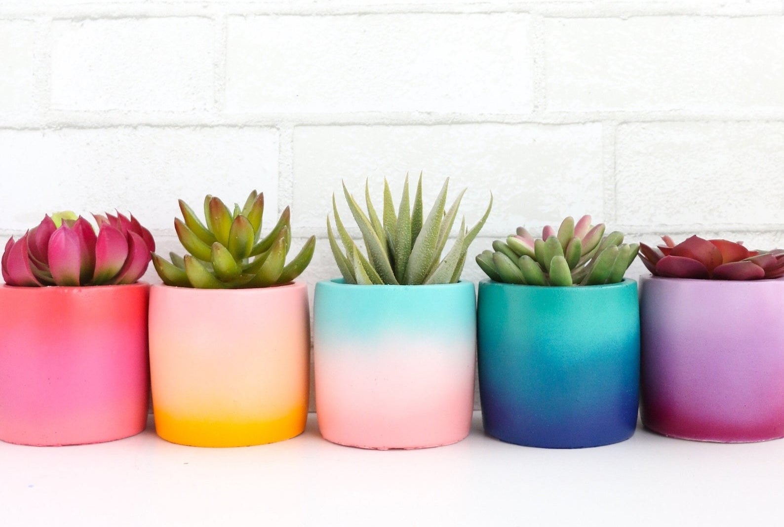 five gradient planter in different rainbow shades with succulents in them