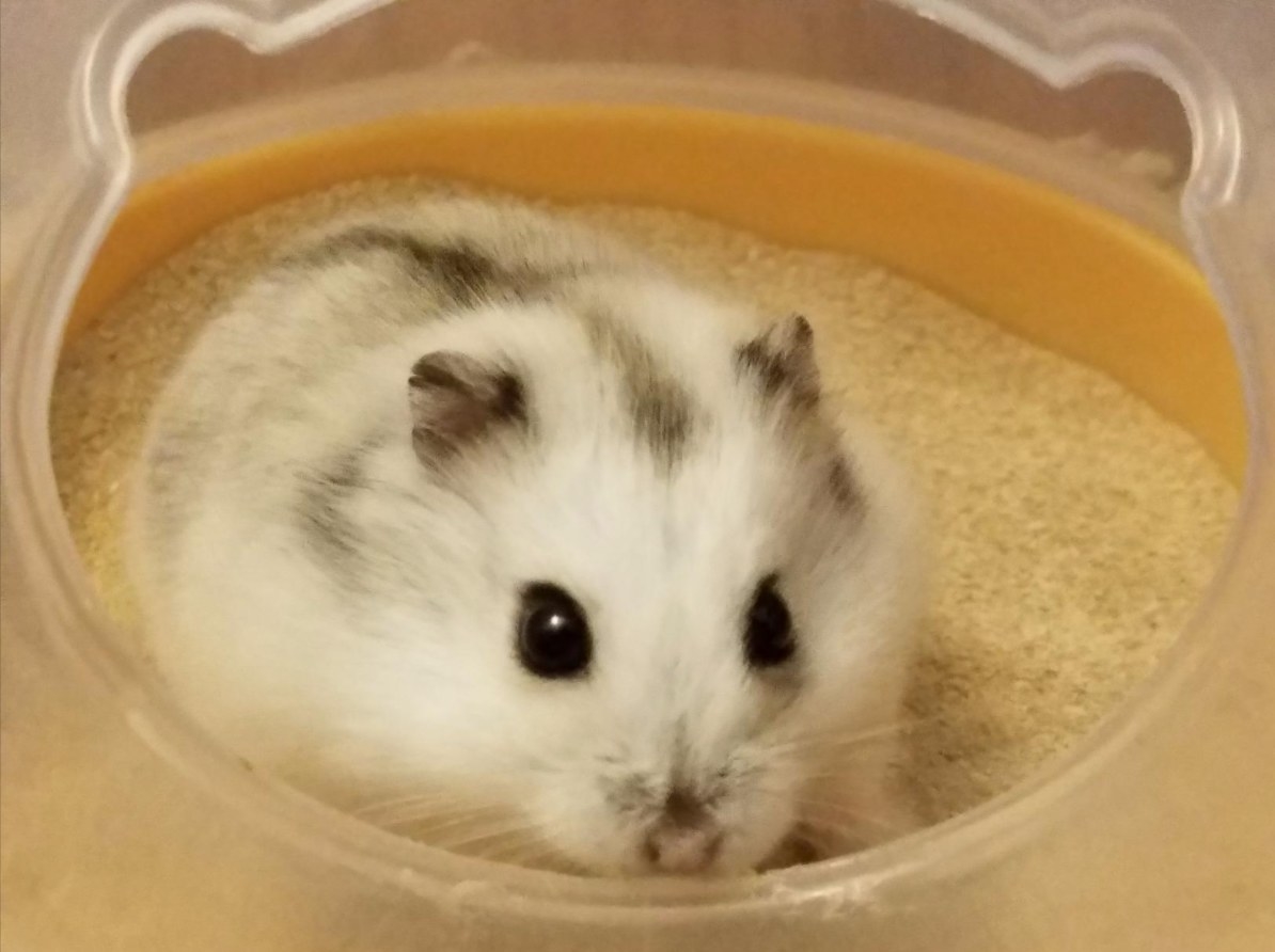 A hamster relaxing inside a bath filled with bathing sand