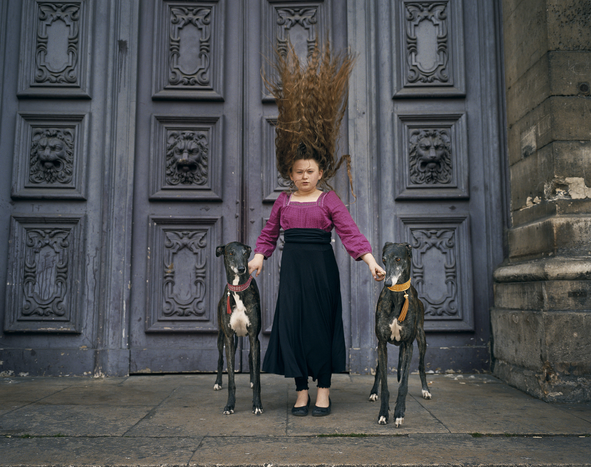 Two greyhounds stand on either side of a young girl, whose hair stands straight up as if she just jumped