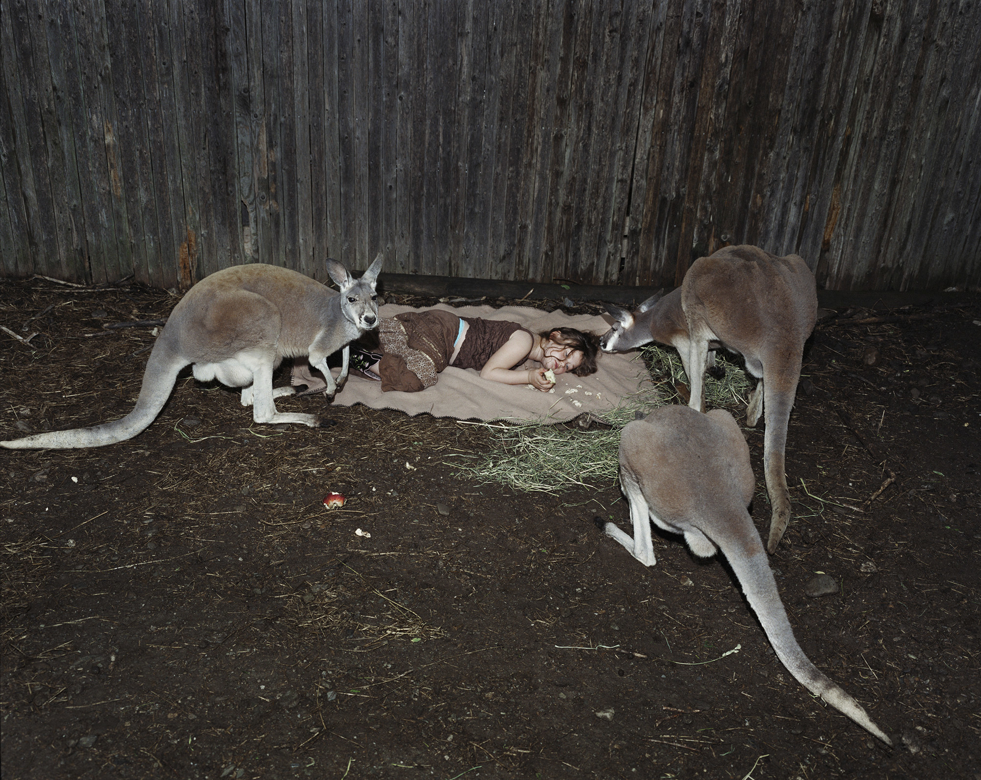 Three kangaroos stand around a blanket where a young girl is lying down