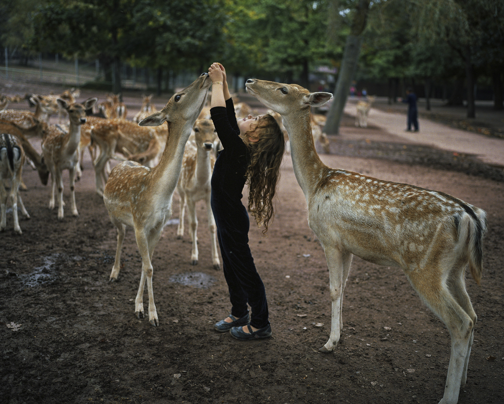 A young girl feeds a group of deer