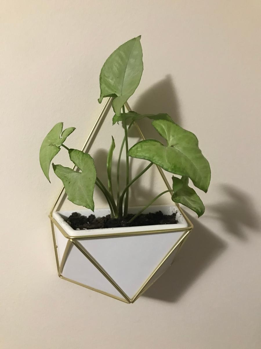 The triangular white wall hanging with a gold frame and a plant inside, hanging on a wall