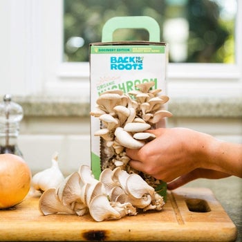 A box with mushrooms growing out of the side 