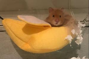 A cute hamster nuzzling inside of the banana hammock