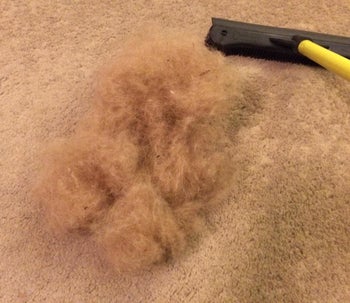 review photo of a big blonde fur ball on a carpet next to a squeegee brush
