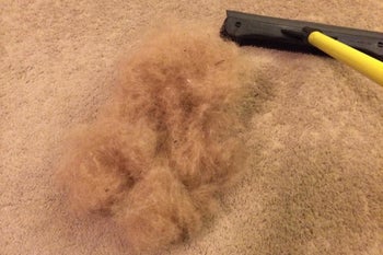 reviewer showing a big blonde fur ball on a carpet next to a squeegee brush