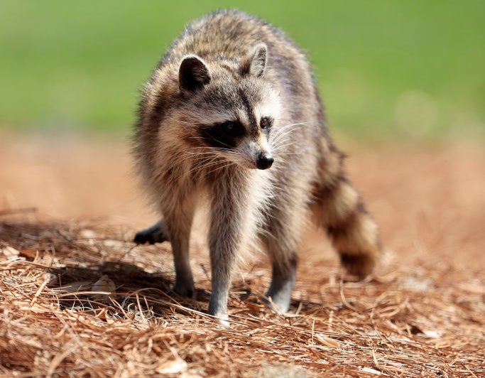 A raccoon