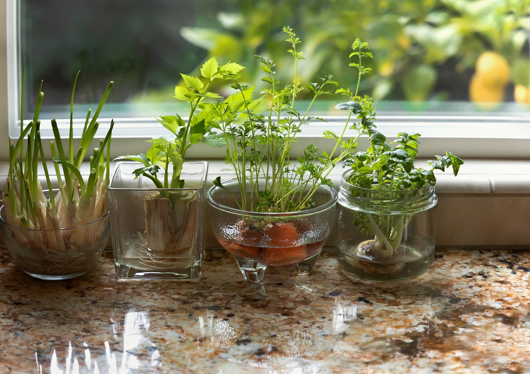Herbs growing on countertop