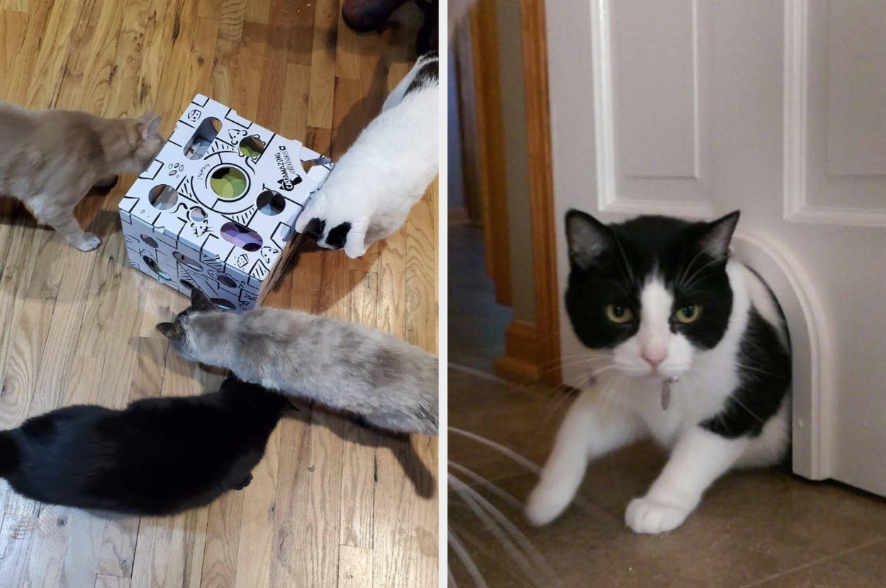 cats playing with an interactive toy, a cat running through a doorhole