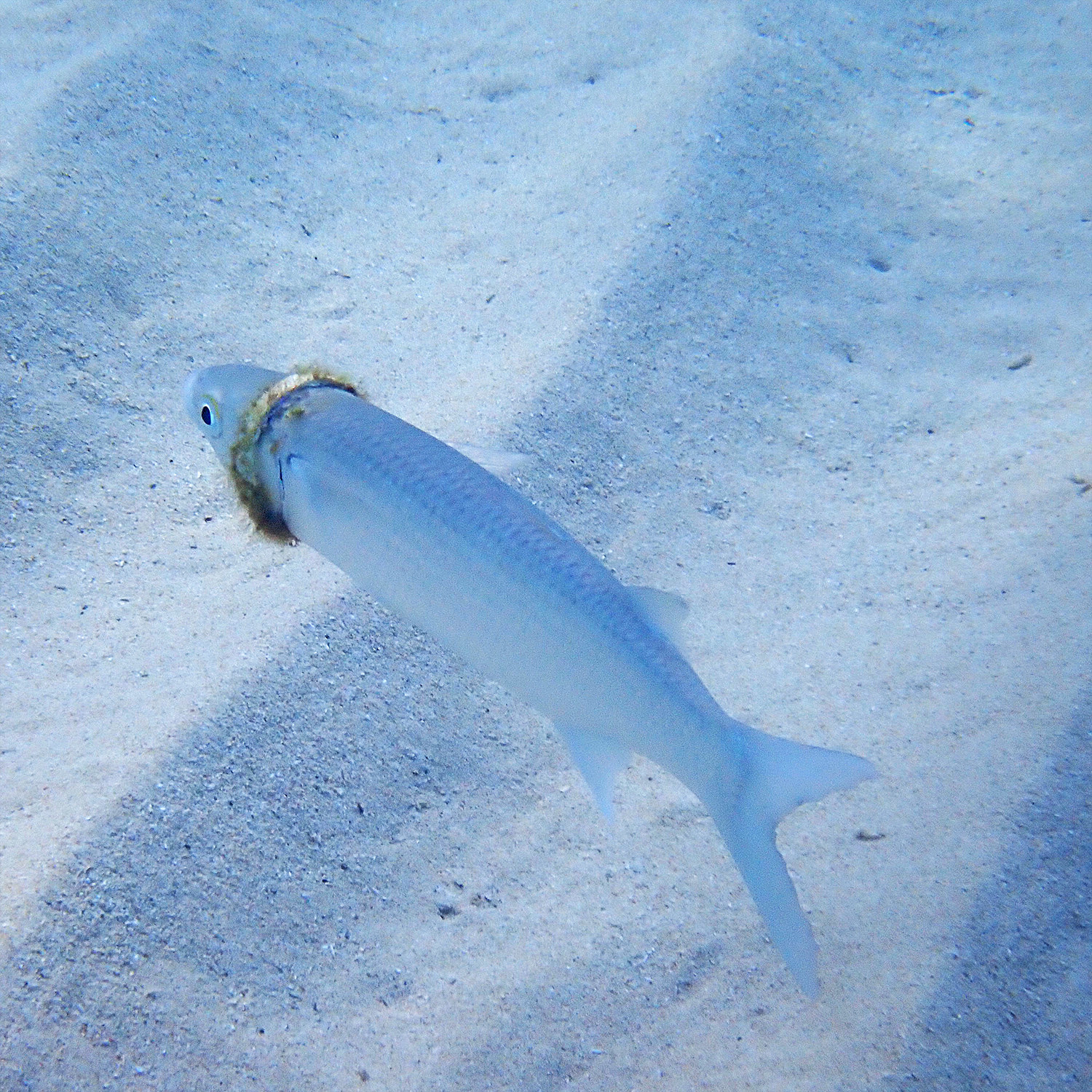 A mullet fish with a plastic ring wrapped around its body