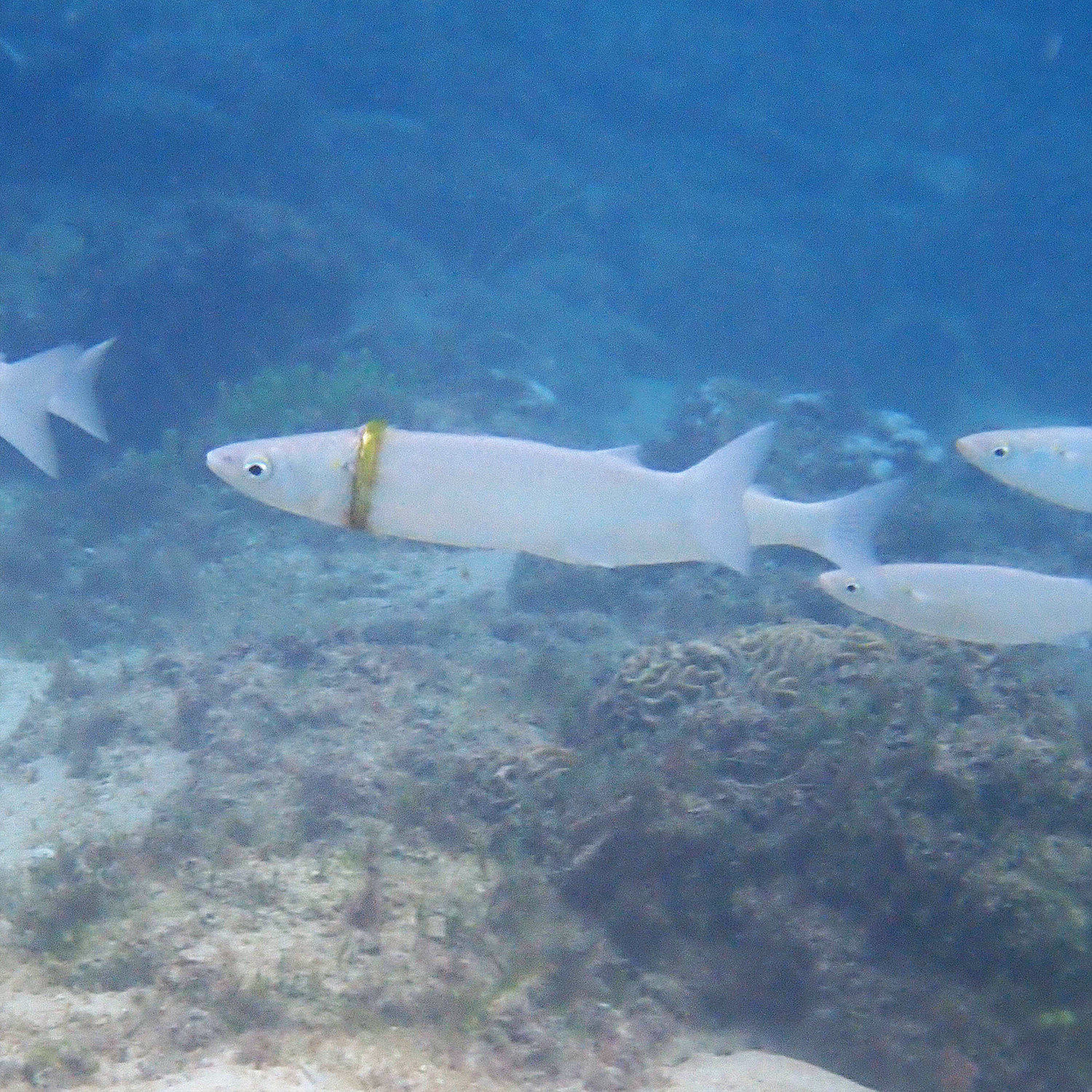 A mullet fish with a gold ring wrapped around its body