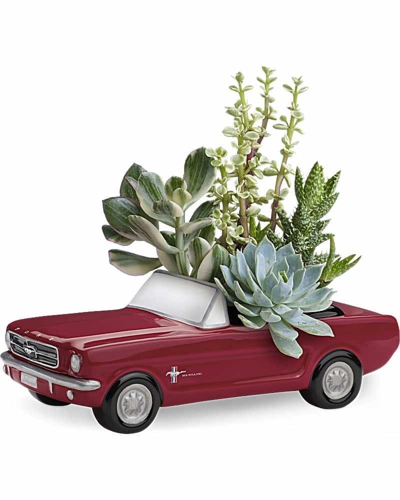 The mustang succulent vase with live succulents on the back of the car