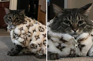 A cat wearing a fur coat