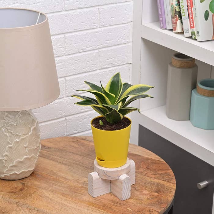 A small bushy snake plant in a cute yellow planter