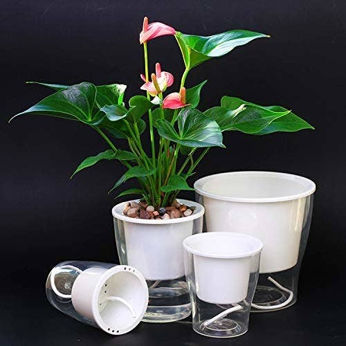 Transparent self-watering planters