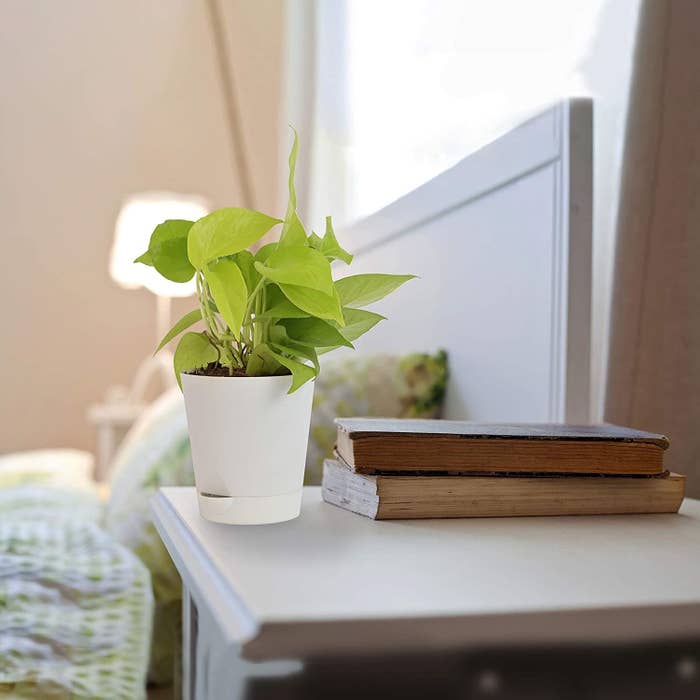 A cute golden-green money plant sitting atop a bedside table in a white planter