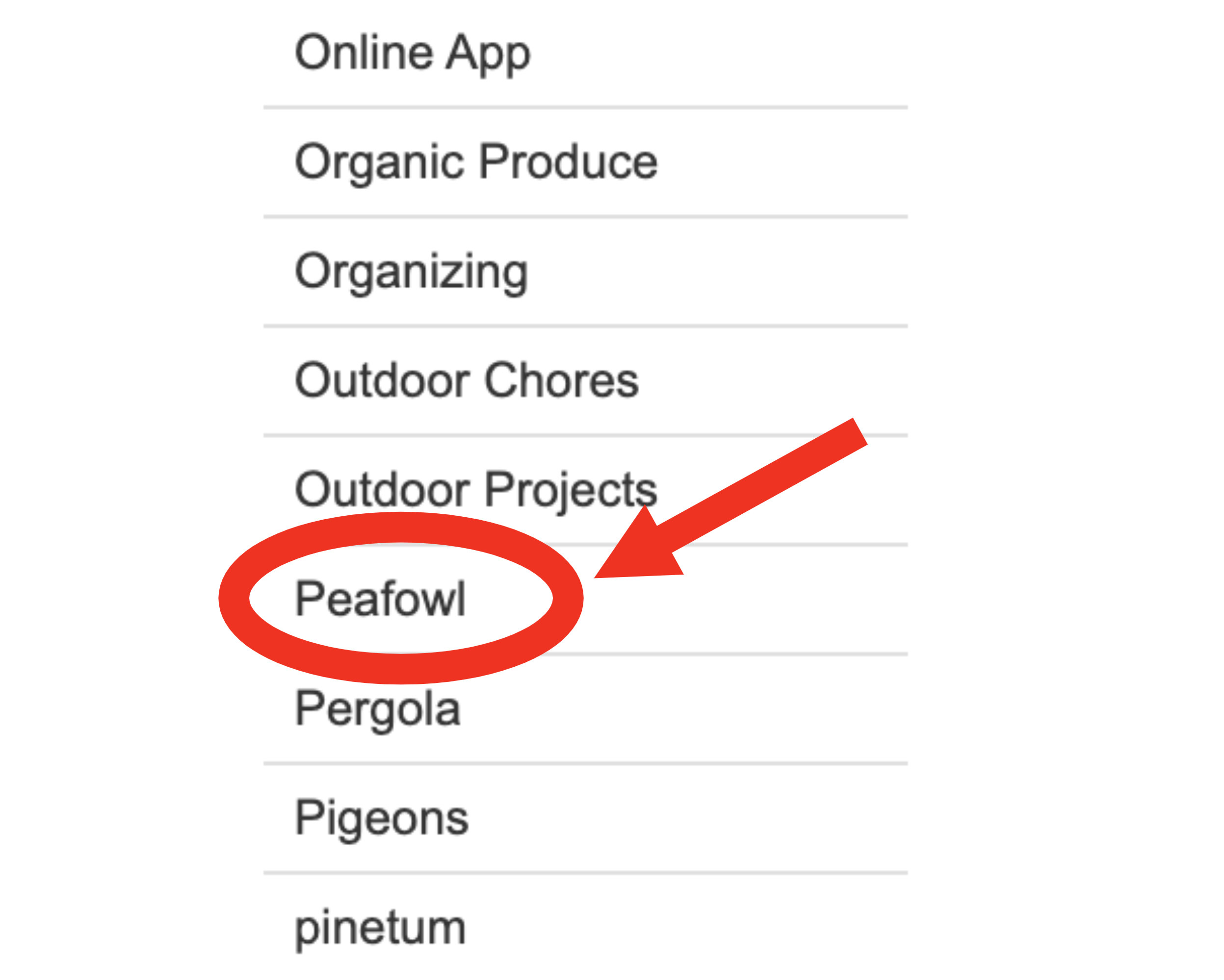 The category &#x27;peafowl&#x27; is circled on her blog