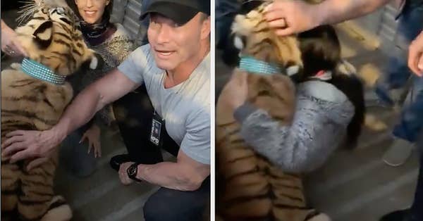 Missing Houston Tiger Found Safe - Vimarsana News